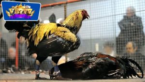 bài tập giúp gà đá lì đòn