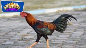 cách chọn gà giống đá hay