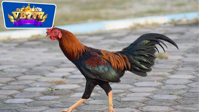 cách chọn gà giống đá hay
