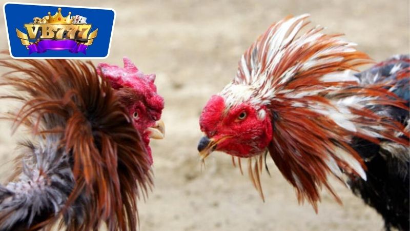 cách nhận biết gà đá dở