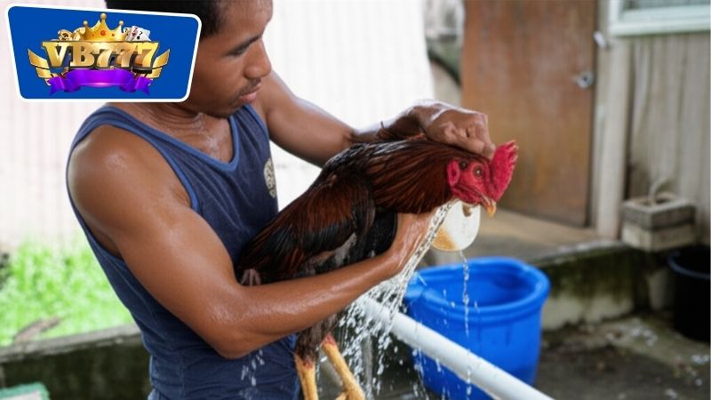 cách tắm gà đá