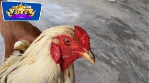 cách trị gà đá bị sưng